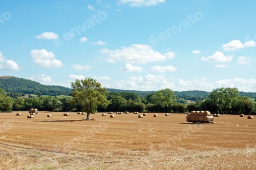 Preview: Summer Wheat Fields And Straw Bales.
