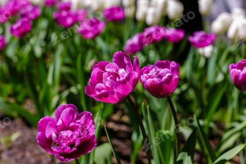 Preview: Spring Blooming Tulip Flowrs Blossom Scene. Tulips In Spring Blooming Garden. Tulip Festival In