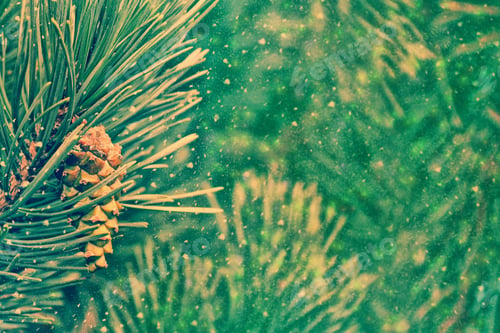 Preview: Forest In The Frost. Winter Landscape. Snow Covered Trees.