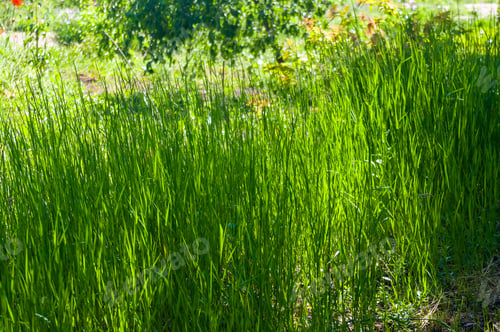 Preview: Spring Blooming Field - Bright Green Plants, Grass And Wildflowers With Young Foliage On A Bright
