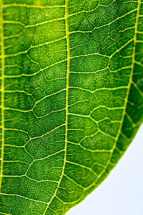 Preview: Green, Abstract Composition With Leaf Texture
