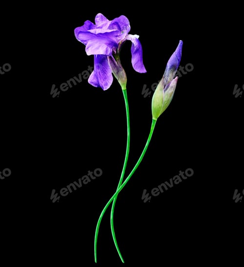 Preview: Spring Flowers Iris Isolated On Black Background. Beautiful Flowers