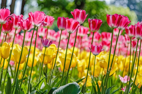 Preview: Blooming Tulips In The Spring Garden