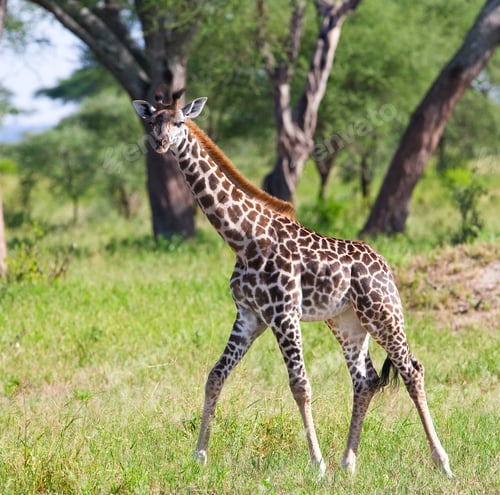Preview: Giraffe (Giraffa Camelopardalis) In The Tarangire National Park, Tanzania
