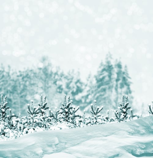 Preview: Frozen Winter Forest With Snow Covered Trees.