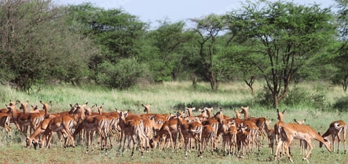 Preview: Impala Antelopes Grazing, In The Tarangire National Park, Tanzania