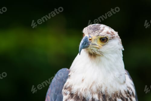 Preview: African Fish Eagle (Haliaeetus Vocifer)