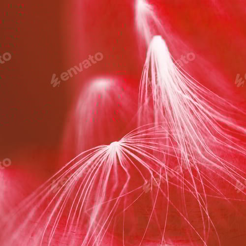 Preview: Abstract Composition With Dried Plants Seeds. Looks Like Dandelion Seeds