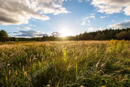 Preview: Sunny Meadow With Flowers And Green Grass In Summer At Sunrise