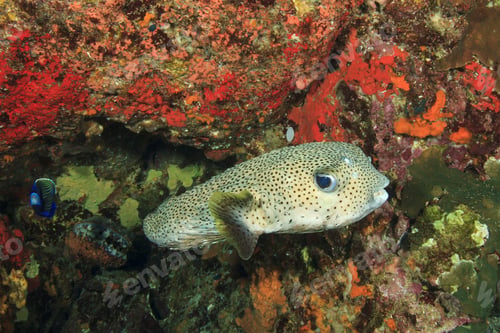 Preview: Porcupine Fish
