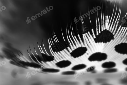 Preview: Guinea Hen Feather With Light Grey Background