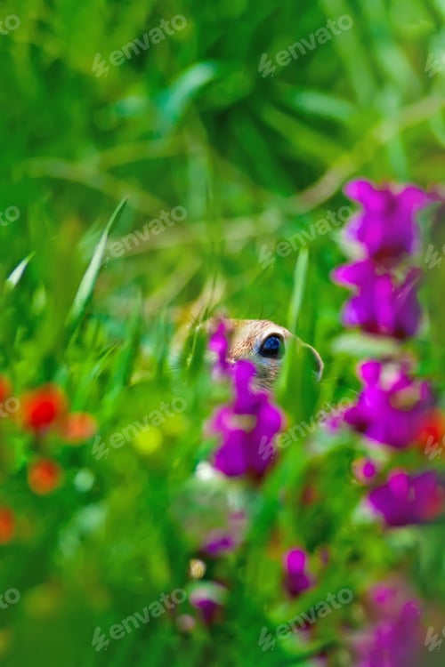 Preview: Funny Animal. Ground Squirrel. Green Nature Background.