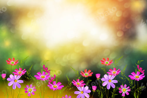 Preview: Colorful Cosmos Flowers On A Background Of Summer Landscape. Nature