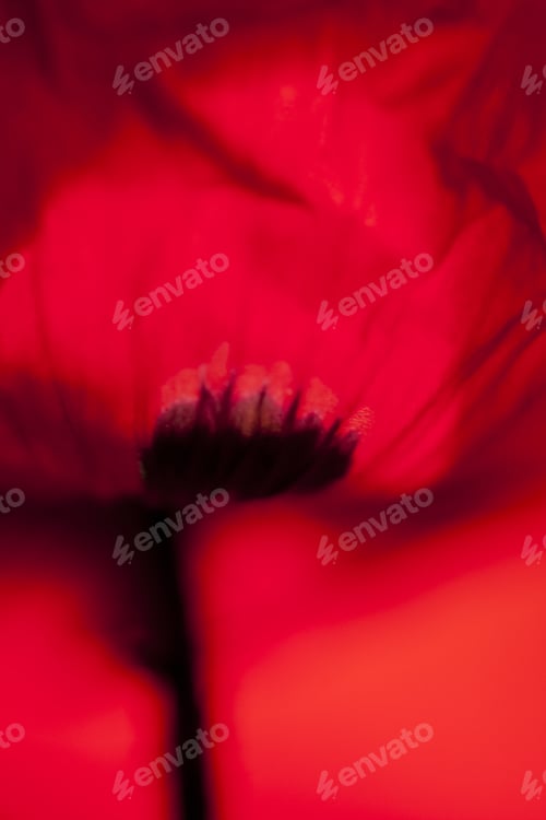 Preview: Abstract Composition With Blurred Poppy Petals