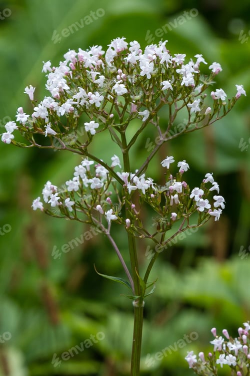 Preview: Valeriana Officinalis In Garden. Flowers Of Valeriana Officinalis. Cultivation Of Medicinal Plants