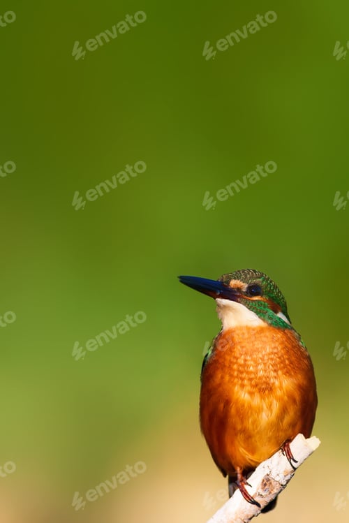 Preview: Cute Bird Kingfisher. Green Nature Background.
