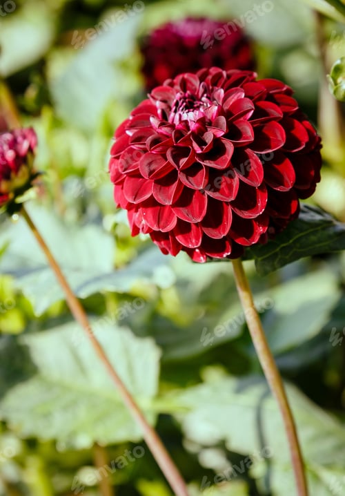 Preview: Beautiful Dahlias In The Autumn Garden. Flowers Dahlias In The Park Or Garden In Autumn.