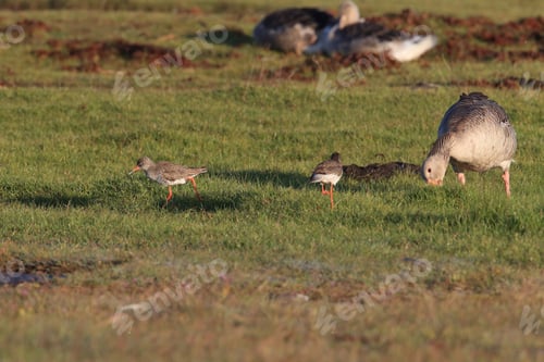 Preview: Common Redshank Or Simply Redshank (Tringa Totanus) Ölnad Sweden