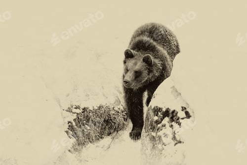 Preview: Brown Bears (Ursus Arctos) In Lake Clark National Park, Alaska, Usa