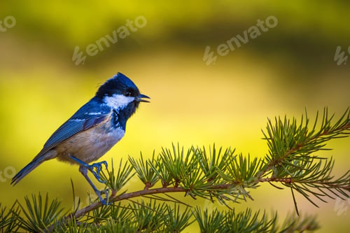 Preview: Forest And Cute Bird. Nature Background. Coal Tit / Periparus Ater