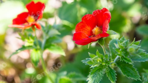 Preview: Scarlet Cinquefoil Monarchs Velvet Flower (Potentilla Thurberi Monarchs Velvet) In Summer Garden