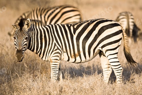 Preview: Zebra In Kruger National Park, South Africa