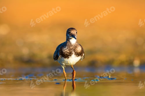 Preview: Cute Water Bird. Common Bird Ruddy Turnstone. Colorful Nature Background. Bird: Ruddy Turnstone