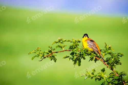 Preview: Cute Bird. Green Nature Background. Bird On Green Branch. Black Headed Bunting