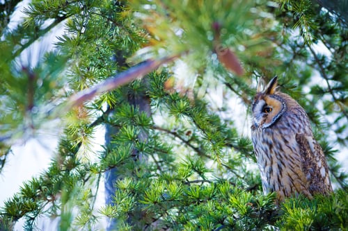 Preview: Forest And Owl. Green Pine Tree Background.