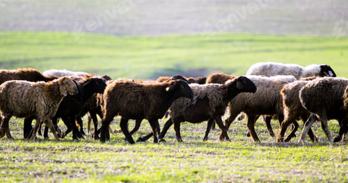 Preview: A Flock Of Sheep On A Green Field