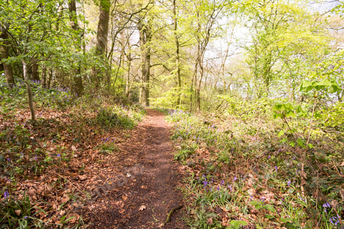 Preview: Woodland Hiking Trail Image