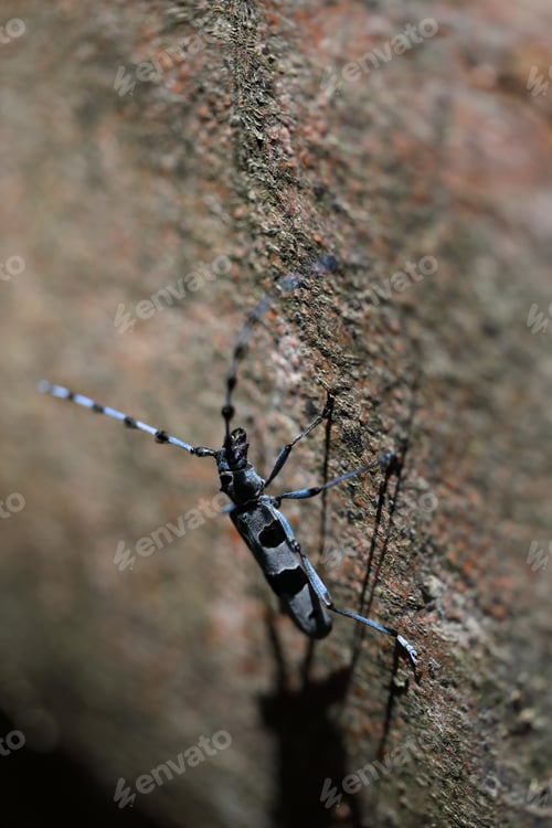 Preview: Rosalia Longicorn (Rosalia Alpina) Or Alpine Longhorn Beetle Swabian Jura Germany