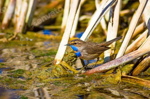 Preview: Cute Bird Bluethroat. Luscinia Svecica. Water And Dry Reeds Background.