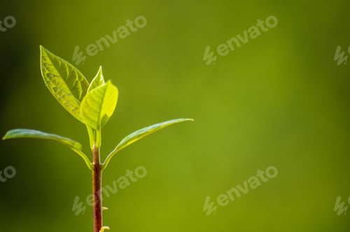 Preview: Macro Of Little Sprout Avocado Persea Gratissima On The Window