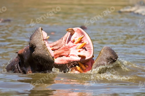 Preview: Hippos Fighting - Serengeti Wildlife Conservation Area, Safari, Tanzania, East Africa