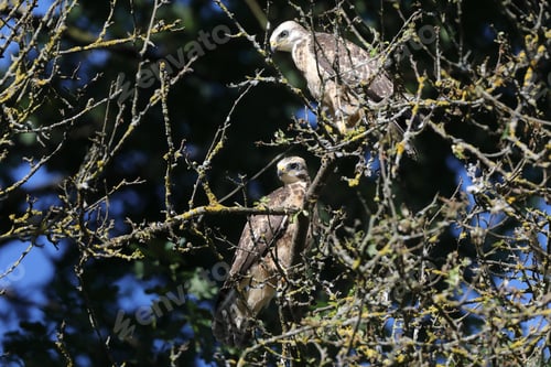 Preview: Young Buzzard Common Buzzard (Buteo Buteo)