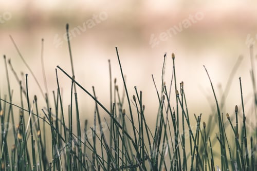 Preview: Horizontal Image Of Lush Early Spring Foliage - Vibrant Green Spring Fresh Leaves Of Birch Tree In