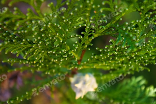 Preview: Incense Cedar Tree Calocedrus Decurrens Branch Close Up.