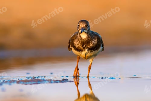 Preview: Water Bird Turnstone. Nature Background. Bird: Ruddy Turnstone. Arenaria Interpres