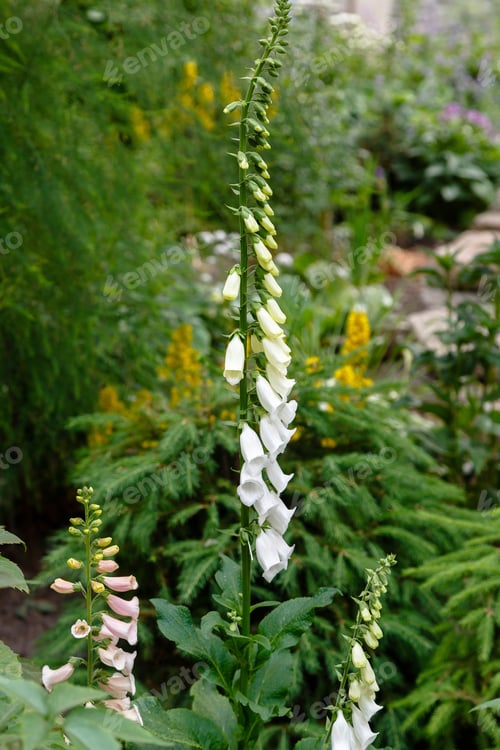 Preview: 'Foxglove' Digitalis Purpurea ; A Colorful Fresh Flowers, Bunch Into Large Bouquet. An Ornamental