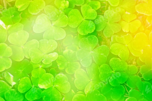 Preview: Green Clover Leaves On A Background Summer Landscape