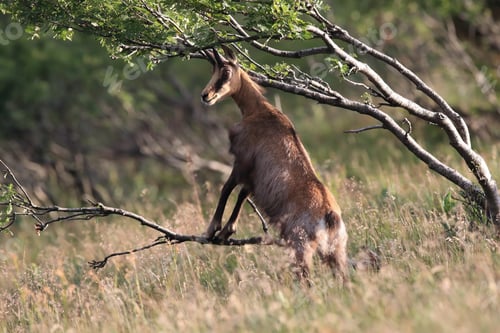 Preview: Chamois (Rupicapra Rupicapra) Vosges Mountains, France