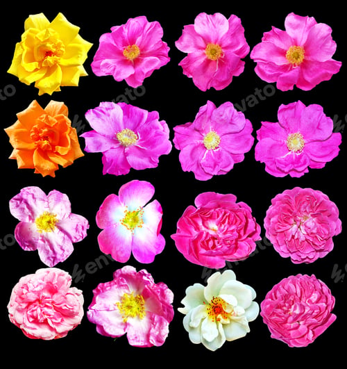 Preview: Flower Buds Of Roses Isolated On Black Background