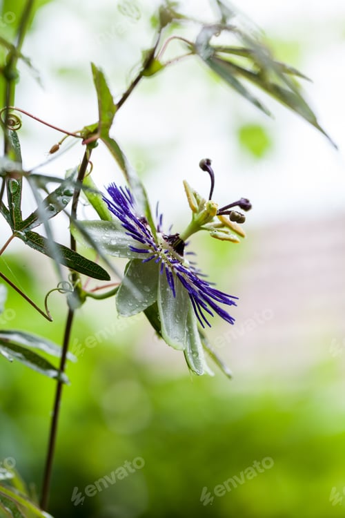 Preview: Passion Flower (Passiflora Incarnata) With Details