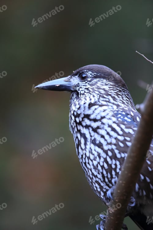 Preview: Spotted Nutcracker, Eurasian Nutcracker Black Forest Germany
