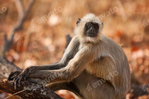 Preview: Gray Langur Also Known As Hanuman Langur In The Bandhavgarh National Park In India. Bandhavgarh Is