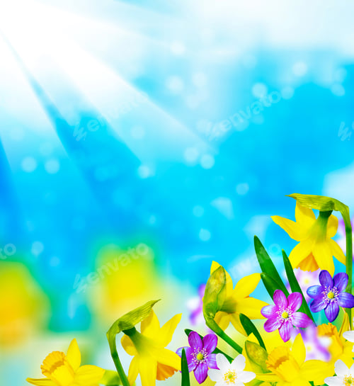 Preview: Bright And Colorful Flowers Of Daffodils On The Background Of The Spring Landscape