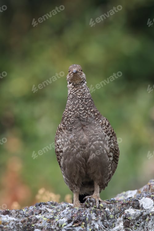 Preview: Spruce Grouse Glacier National Park