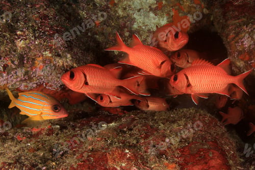 Preview: Coral Reef Fish Underwater In Sea Ocean