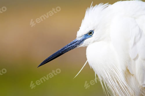 Preview: Beautiful White Heron. Colorful Nature Background. Heron: Little Egret. Egretta Garzetta.